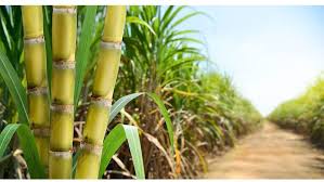 Rwanda Ramps Up Sugar Production Plans to Cut Heavy Reliance on Imports