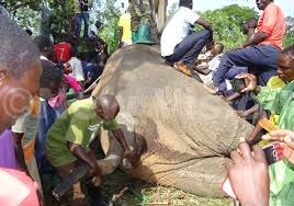 UGANDA: Tragedy at Karuma: Bus Hits Elephant, One Dead, Several Injured