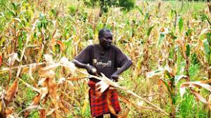 Uganda Faces Looming Maize Shortage as Bad Weather Hits Harvests