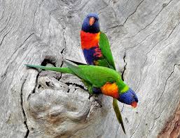 Surprising Sex Reversal Found in Australian Birds Linked to Environment
