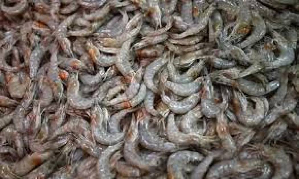 U.S. Recalls Frozen Shrimp Over Possible Radioactive Contamination