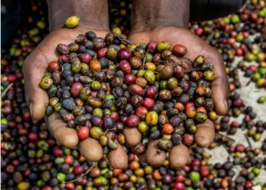 KENYA: Coffee Farmers Threaten Boycott Over Controversial DSS Payments