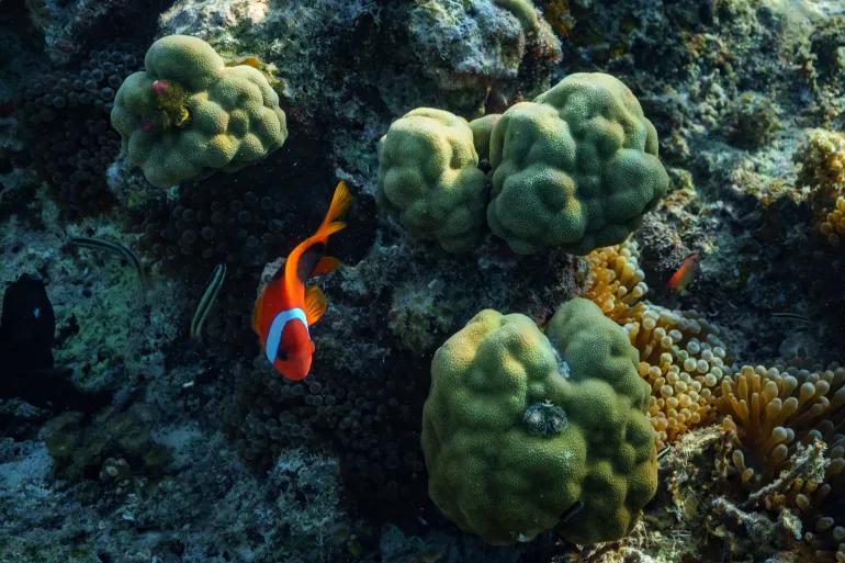 World’s First High Seas Treaty to Protect Marine Life to Take Effect in January 2026