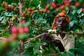 TANZANIA: Kilimanjaro Bans Coffee Tree Cutting Without Permission to Boost Production