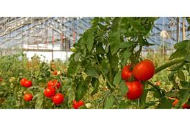 Green Gold: Six Crops Set to Transform Tanzania’s Horticulture