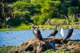 Tanzania and Kenya Unite to Protect Mara River in New Conservation Plan