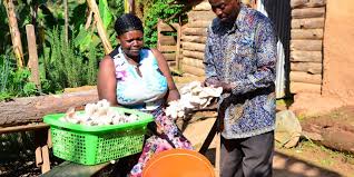 Mushroom Farming: How Ugandan Women Are Fighting Poverty and Malnutrition