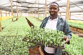 Kenyan Graduate Turns Seedling Business into Million-Shilling Venture