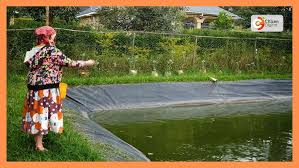 Made in Kenya: Sho Shin Hub Uses Smart Tech to Boost Fish Farming