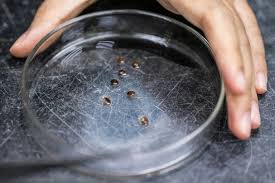 Malaysian Scientists Train Bed Bugs to Help Solve Crimes