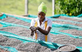 Uganda Targets $20 Billion in Processed Agricultural Exports by 2040 Despite Major Challenges
