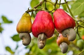 How an Internet Outage Disrupted Cashew Auctions in Tanzania