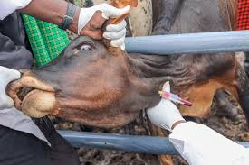 Kenya Intensifies Ruminant Vaccination Drive to Boost Livestock Health and Productivity