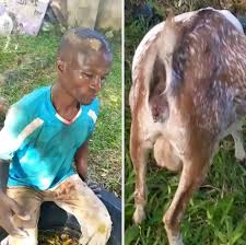 UGANDA: Pader Man Convicted for Sexually Assaulting a Goat After Veterinary Report Confirms Abuse