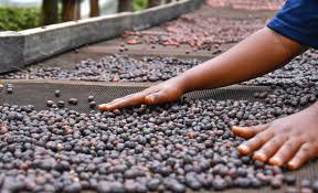 Uganda Launches 10 Distinct Coffee Profiles as Production Hits 20-Year High
