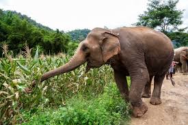 KENYA: Elephant Invasions Leave Makueni Farmers Counting Losses as Human-Wildlife Conflict Intensifies