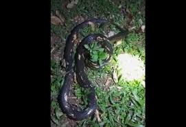 Panic at Siaya Police Post After Large Snake Slithers Into Report Office