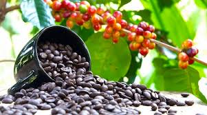 Uganda’s Coffee Shipments Surge Over 60% on Plentiful Harvest