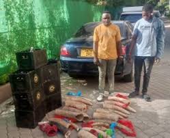 KENYA: Tanzanian Nationals Arrested in Kajiado with Elephant Tusks Worth Ksh. 14 Million