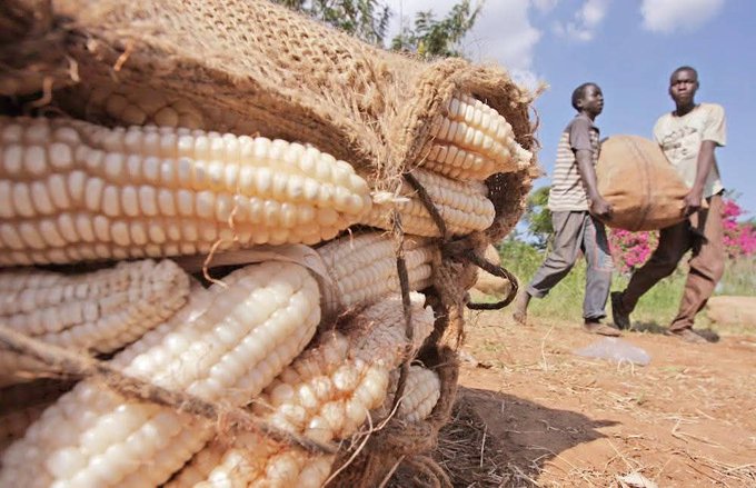 Tanzania Becomes East Africa’s Maize Giant After Record 11.7 Million Tonnes Harvest