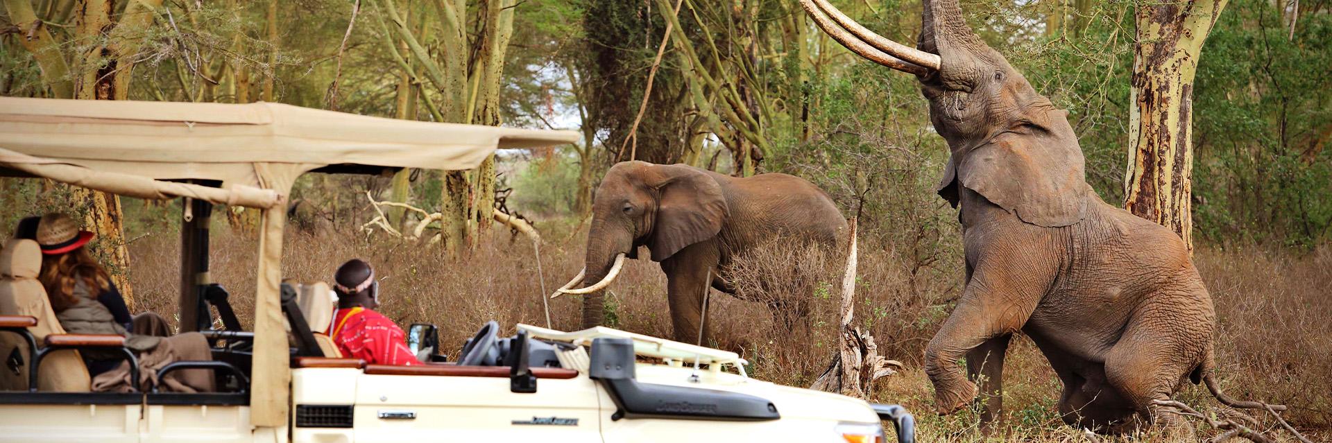 Global Safari Boom: Zimbabwe Joins African Destinations Driving Luxury Wildlife Travel in 2025