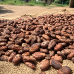 Ghana’s Cocoa Crisis: The Business Opportunities Behind a Struggling Industry 2026/2027