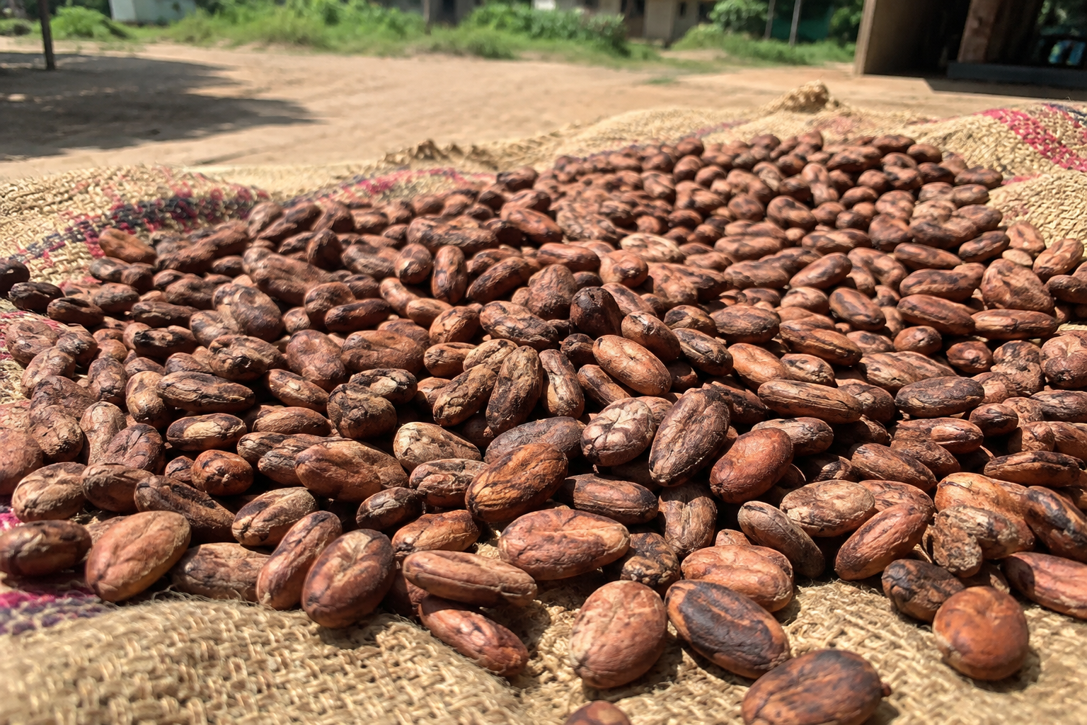 Ghana’s Cocoa Crisis: The Business Opportunities Behind a Struggling Industry 2026/2027